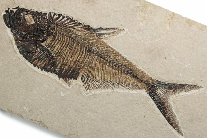 Detailed Fossil Fish (Diplomystus) - Wyoming #382762